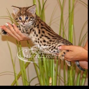 Meet your Posher, Cheyenne